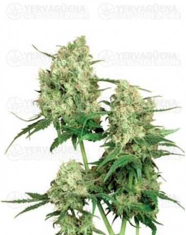 Maple Leaf Indica Sensi Seeds regular