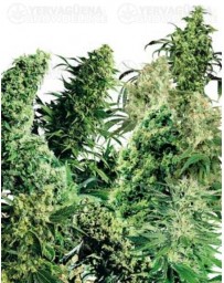 Indoor Mix Sensi Seeds regular