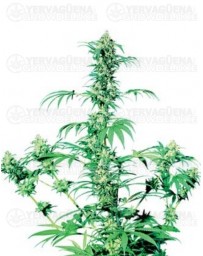 Early Girl Sensi Seeds regular