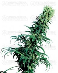 Early Pearl Sensi Seeds regular