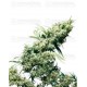 Jamaican Pearl Sensi Seeds regular