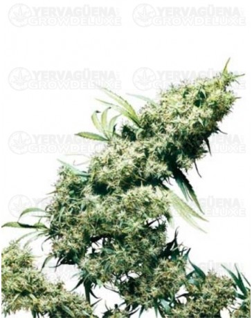 Jamaican Pearl Sensi Seeds regular