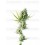 Durban Sensi Seeds regular