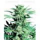 Shiva Skunk Sensi Seeds regular