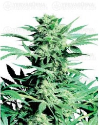 Shiva Skunk Sensi Seeds regular