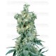 American Dream Sensi Seeds regular