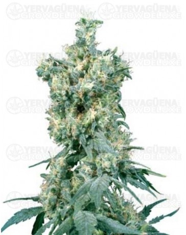 American Dream Sensi Seeds regular