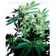 Skunk Kush Sensi Seeds regular