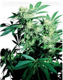 Skunk Kush Sensi Seeds regular