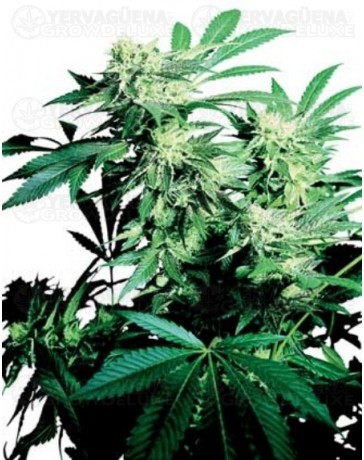 Skunk Kush Sensi Seeds regular