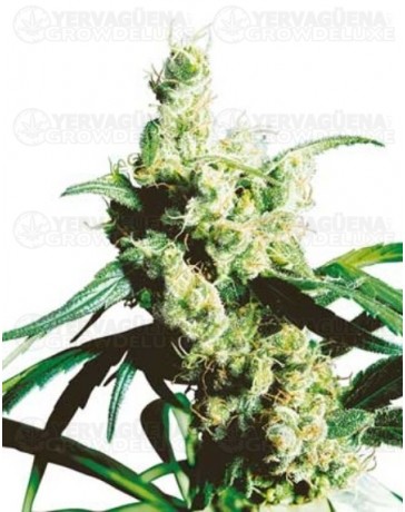 Silver Haze Sensi Seeds regular