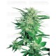 Big Bud Sensi Seeds regular