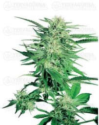 Big Bud Sensi Seeds regular