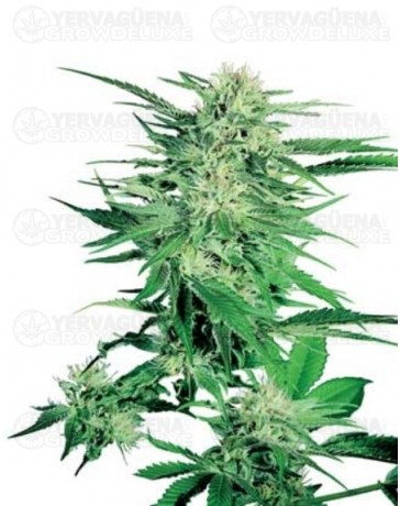 Big Bud Sensi Seeds regular