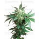 Black Domina Sensi Seeds regular