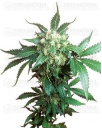 Black Domina Sensi Seeds regular