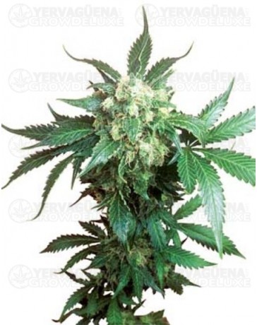 Black Domina Sensi Seeds regular