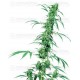 Fruity Juice Sensi Seeds regular