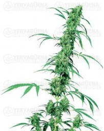 Fruity Juice Sensi Seeds regular