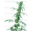Fruity Juice Sensi Seeds regular