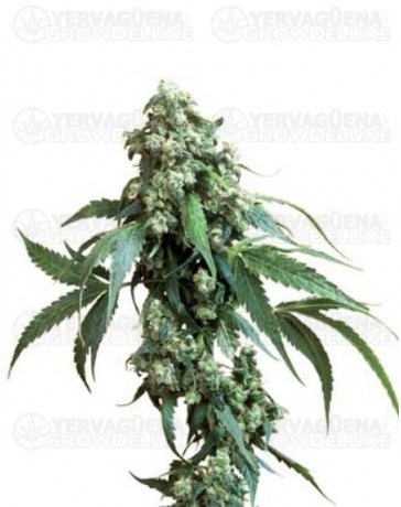 Jack Flash Sensi Seeds regular