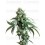 Jack Flash Sensi Seeds regular