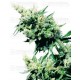 Hash Plant Sensi Seeds regular