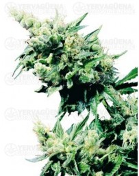 Hash Plant Sensi Seeds regular