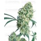 Ed Rosenthal Super Bud Sensi Seeds regular