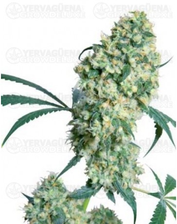 Ed Rosenthal Super Bud Sensi Seeds regular