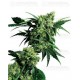 Mr.Nice G13 x Hash plant Sensi Seeds regular