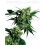 Mr.Nice G13 x Hash plant Sensi Seeds regular