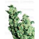 Jack Herer Sensi Seeds regular