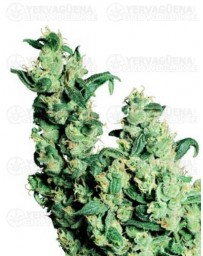 Jack Herer Sensi Seeds regular