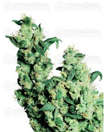 Jack Herer Sensi Seeds regular