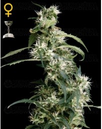 Arjan's Ultra Haze #2 Green House