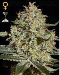 Big Bang Green House