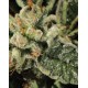 Bubba Kush Green House