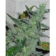 Cheese Green House