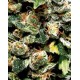 Jack Herer Green House