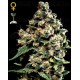 Jack Herer Green House