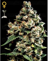 Jack Herer Green House
