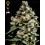 Jack Herer Green House