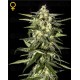 Jack Herer Green House autofloreciente