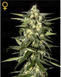 Jack Herer Green House autofloreciente