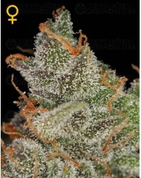 King´s Kush Green House
