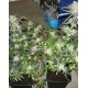 King´s Kush Green House