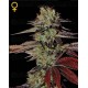 King´s kush Green House autofloreciente