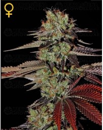 King´s Kush Green House autofloreciente