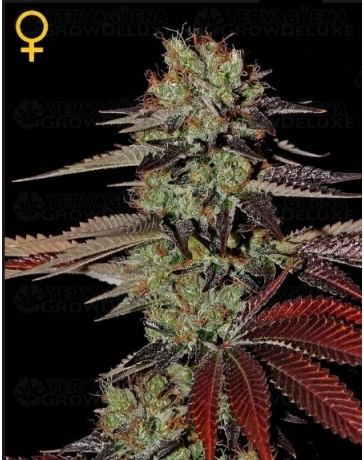 King´s kush Green House autofloreciente